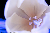 donvail.ca
